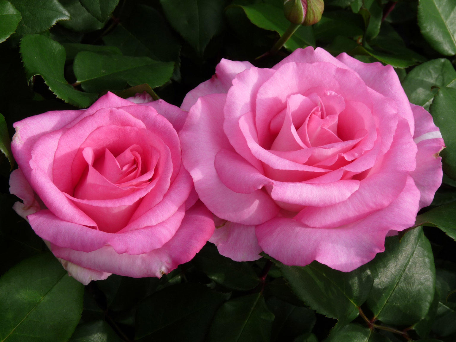 Розовые розы сорта названия. Чайно-гибридные розы Beverly.