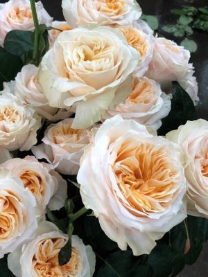 Саженцы розы Викториан пич (Victorian Peach) — питомник «Краса Роза»