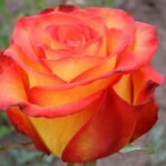 Саженец розы Вулканика (Vulcanica)