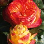 Саженец розы Вулканика (Vulcanica) — вид