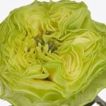 Саженец розы Дениз (Deniz)