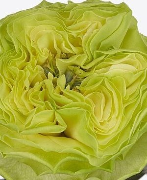 Саженцы розы Дениз (Deniz) — питомник «Краса Роза»