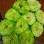 Саженец розы Дениз (Deniz) — вид