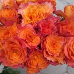 Саженец розы Кинсегтон гарден (Kensington Gardens) — вид