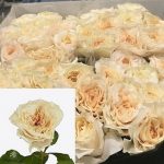 Саженец розы Крем Фрагранс (Cream Fragrance) — вид