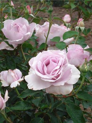 Саженцы розы Ля роуз Де Пети Принц (Роза маленького принца) (La Rose du Petit Prince) — питомник «Краса Роза»