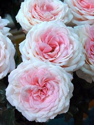 Саженцы розы Майра бридер пинк (Mayra's Bridal Pink) — питомник «Краса Роза»