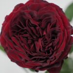 Саженец розы Майра Ред (Mayra''''''''s Red) — вид