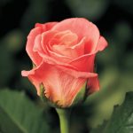Саженец розы Мисс Пигги (Miss Piggy+)