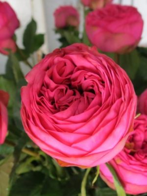 Саженцы розы Пинк Пиано (Pink Piano) — питомник «Краса Роза»