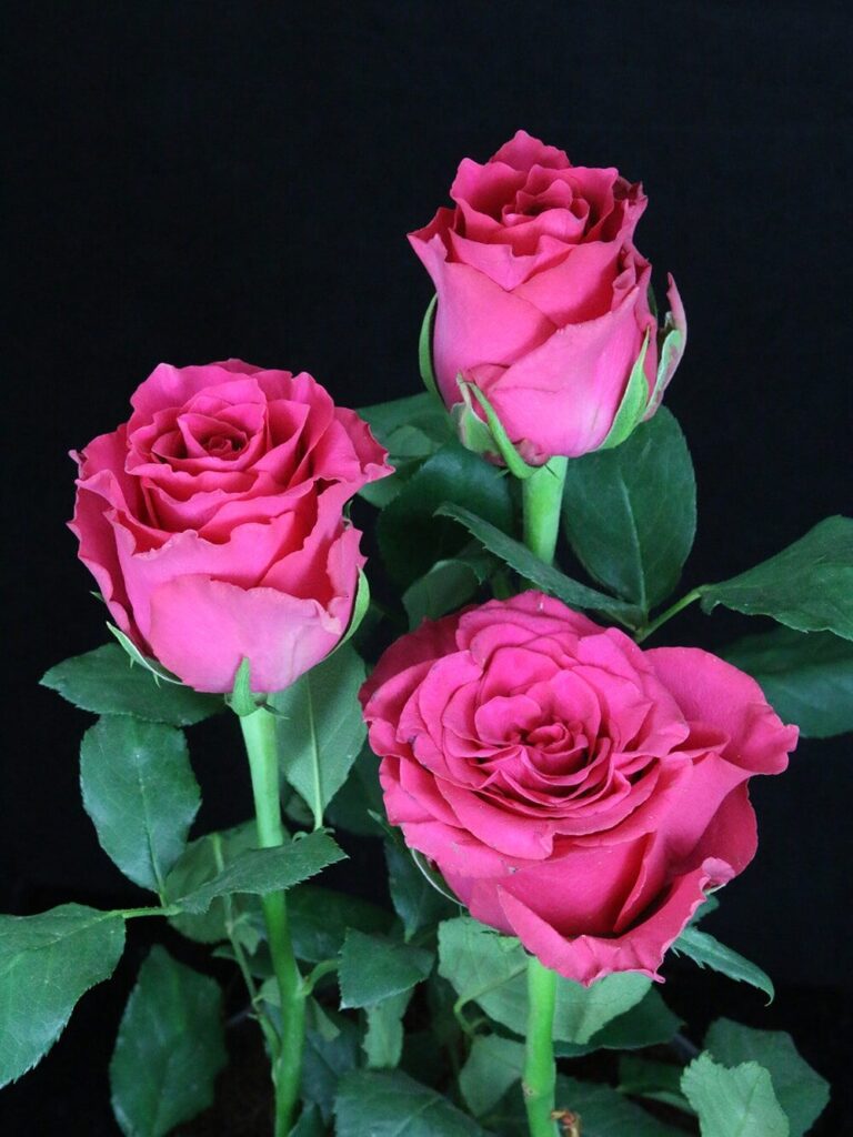 Пинк Родос (Rhodos Pink)