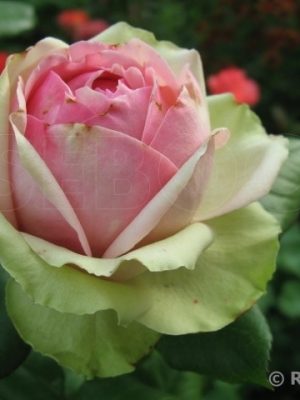 Саженцы розы Пита Хая (Pitahaya) — питомник «Краса Роза»