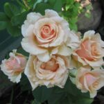 Саженец розы Примадонна (Prima Donna) — вид