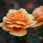 Саженец розы Сансенг Сонг (Sunset Song) — вид