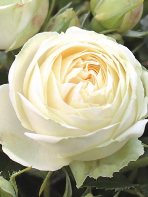 Саженцы розы Уайт Пиано (White Piano) — питомник «Краса Роза»