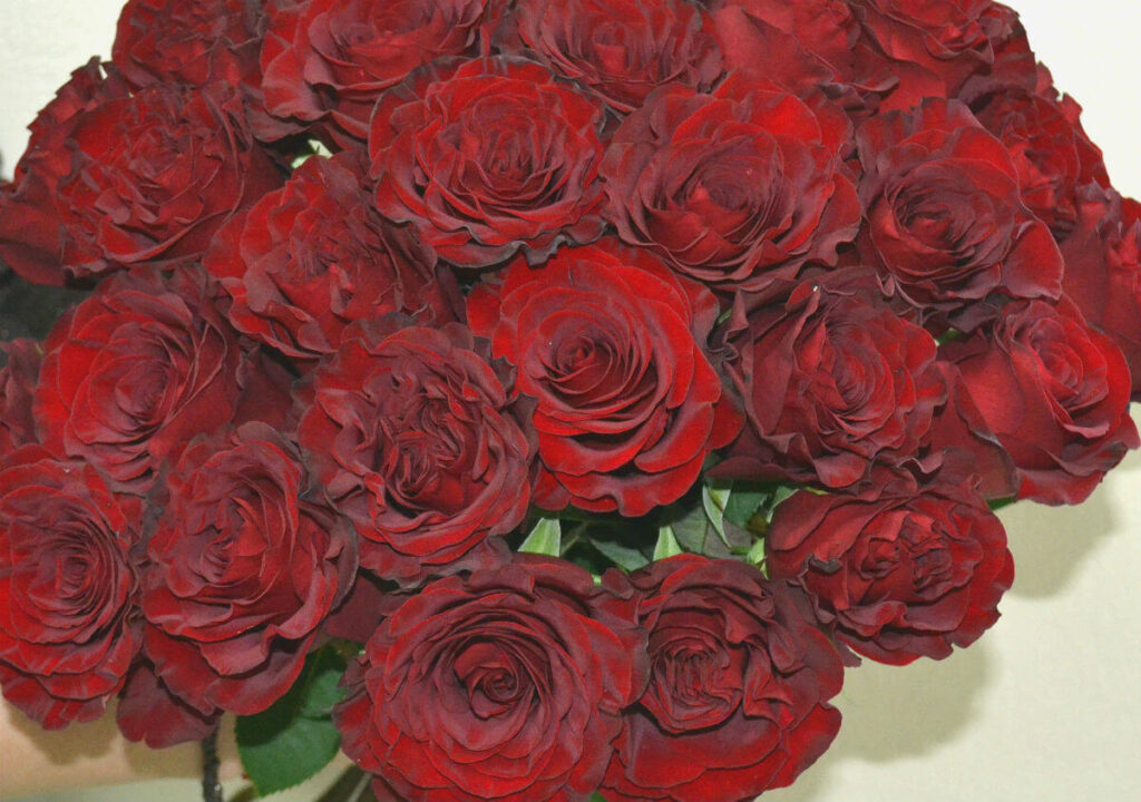 Саженец розы Хартц (Hearts) — питомник «Краса Роза»