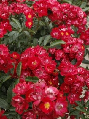 Альберих (Alberich)