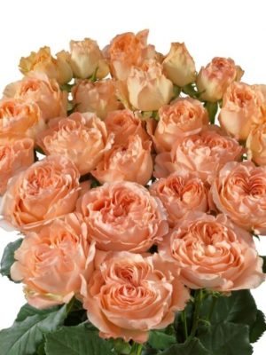 Априкот Лейс (Apricot Lace)