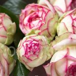 Саженец розы Бидермаер (Biedermeier) — вид