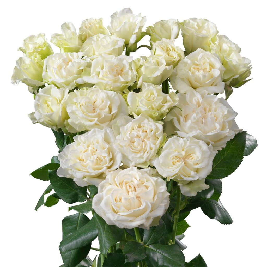 Саженец розы Брайдер Флоу (Bridal Flow) — питомник «Краса Роза»