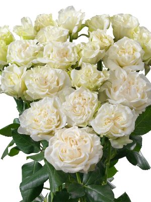 Брайдер Флоу (Bridal Flow)