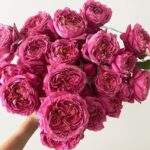 Саженец розы Джульетта Церсис (Julietta Cerise) — вид