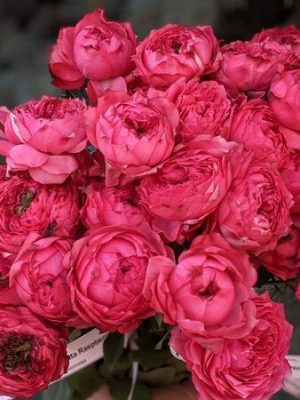 Саженцы розы Джульетта Ресберри (Juliet Raspberry) — питомник «Краса Роза»