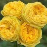Саженец розы Каталина (Catalina)