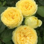 Саженец розы Каталина (Catalina) — вид