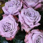 Саженец розы Лавандер Бабелс (Lavender Bubbles) — вид