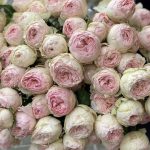 Саженец розы Мэнсфилд Парк (Mansfield Park) — вид