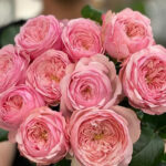 Саженец розы Мэнсфилд Пинк Парк (Mansfield Pink Park) — вид