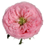 Саженец розы Мэнсфилд Пинк Парк (Mansfield Pink Park) — вид