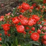 Оранж Морсдак (Orange Morsdag)