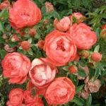 Оранж Морсдак (Orange Morsdag)