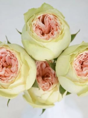 Павлова (PAVLOVA)