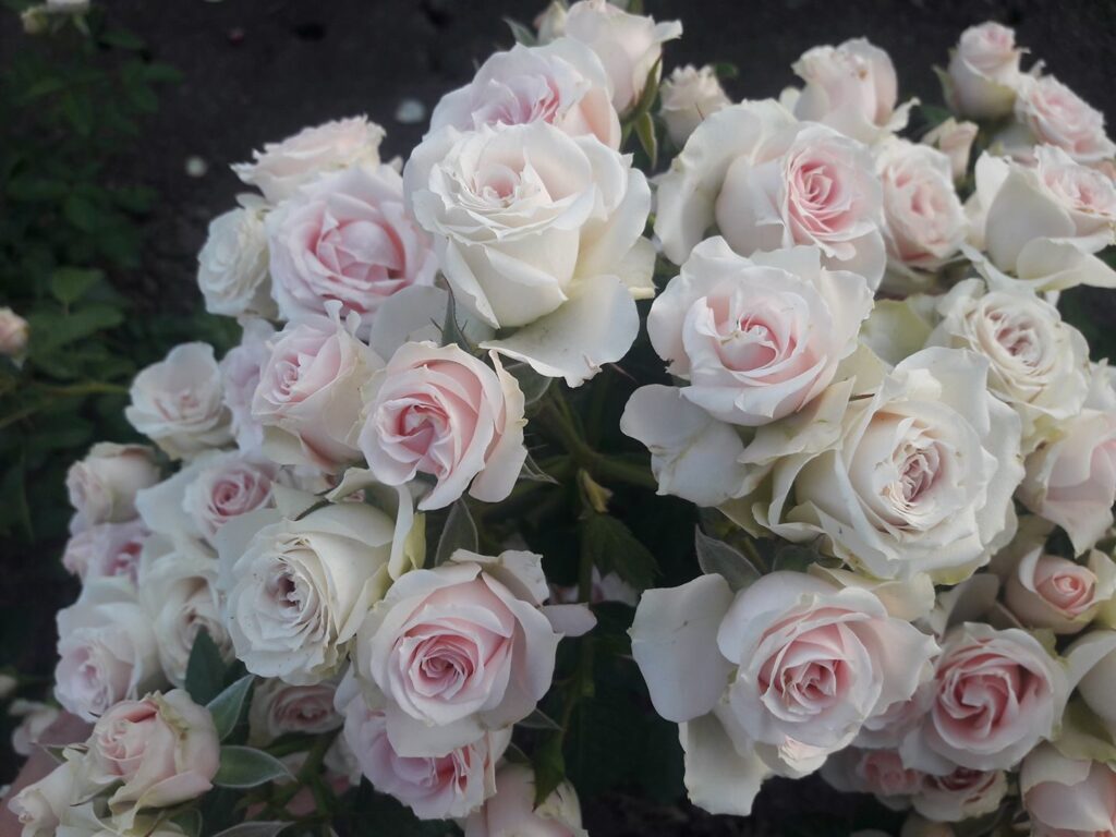 Саженец розы Пинк Иришка (PINK IRISHKA) — питомник «Краса Роза»