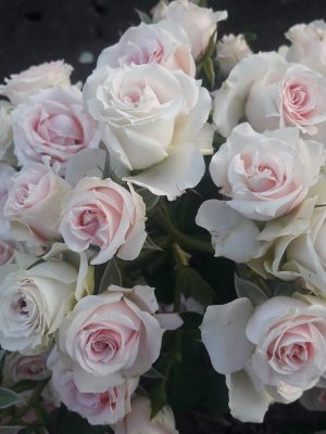 Саженцы розы Пинк Иришка (PINK IRISHKA) — питомник «Краса Роза»