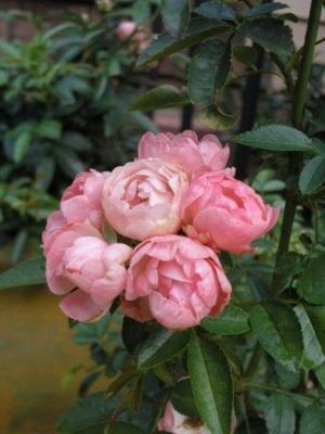 Пинк Морсдак (Morsdag Pink)