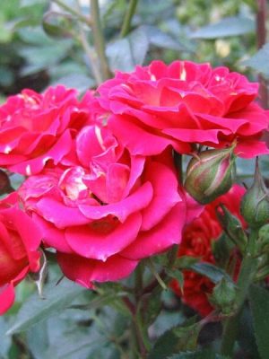 Саженцы розы Ред Климентина (Clementine Red) — питомник «Краса Роза»