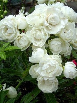 Уайт Морсдаг (White Morsdag)