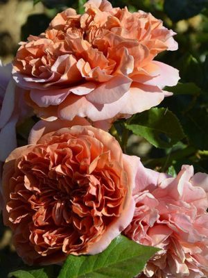 Саженцы розы Бель Де Анжу (Belle d’Anjou) — питомник «Краса Роза»