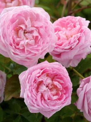 Дьюранс Ансьен (Durance Ancian Rosa)