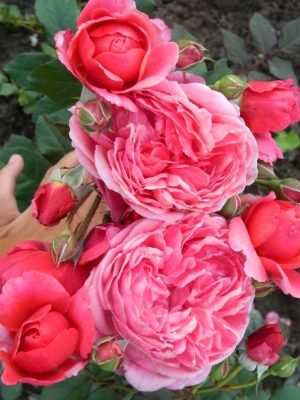 Ладюри (Laduree)