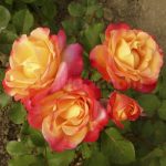 Флер эн Сен (Fleurs en Seine)