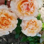 Саженец розы Кампанелла Пич (Campanella Peach) — вид