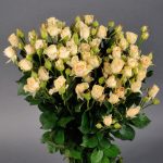 Саженец розы Елена (Elena) — вид