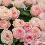 Саженец розы Анжи романтик (Angie Romantica)