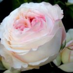 Саженец розы Анжи романтик (Angie Romantica) — вид