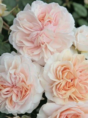 Саженцы розы Гарден оф роуз (Garden of Roses) — питомник «Краса Роза»